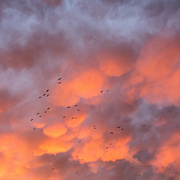 29th Oct 2015 - Birds at sunrise