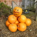 Pumpkins on guard by jeff