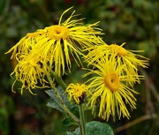 29th Oct 2015 - inula magnifica sonnenstrahl
