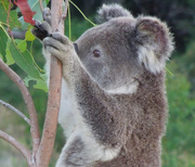 21st Oct 2015 - Same koala different tree