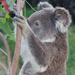 Same koala different tree by koalagardens