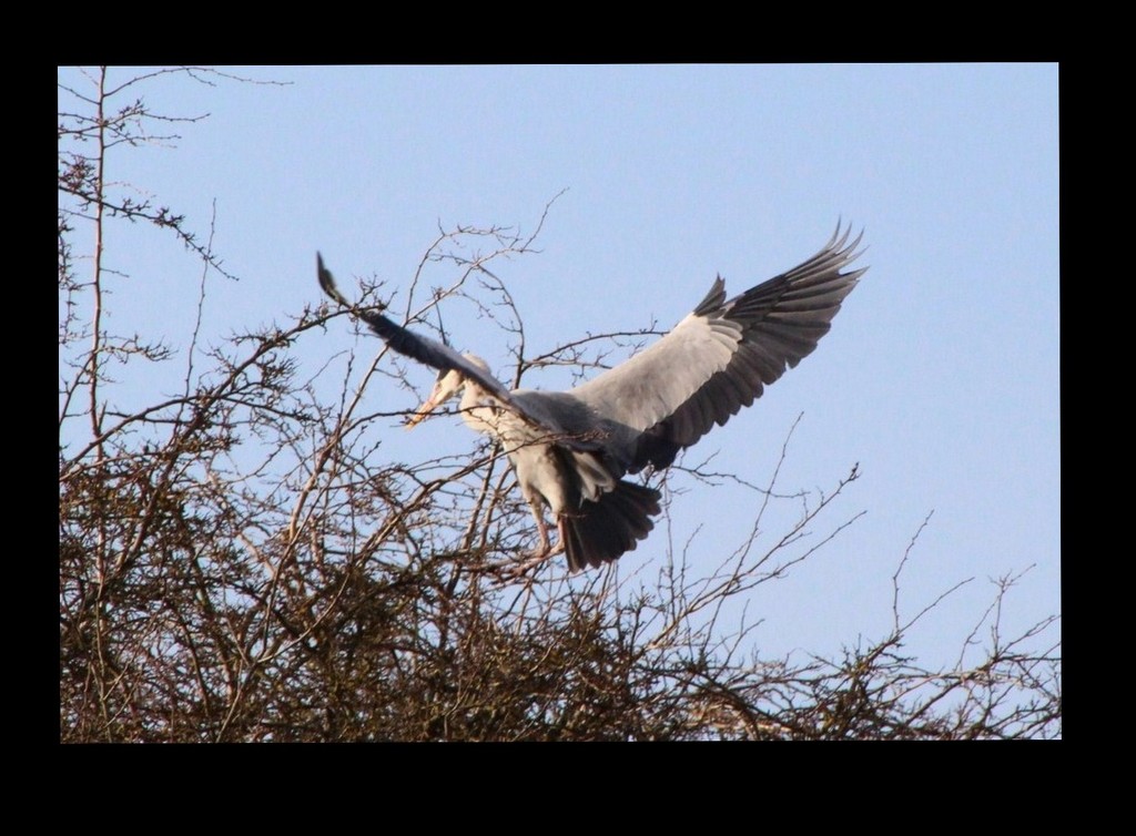 Heron Landing   by oldjosh