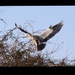 Heron Landing   by oldjosh