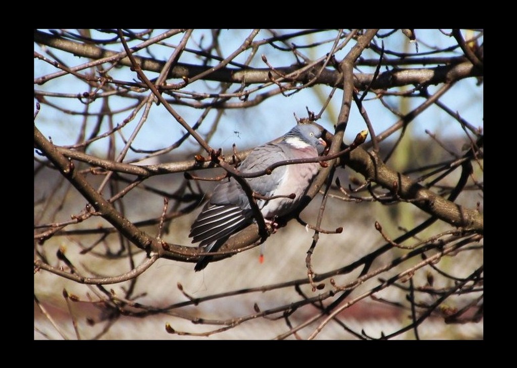 Wood Pigeon by oldjosh