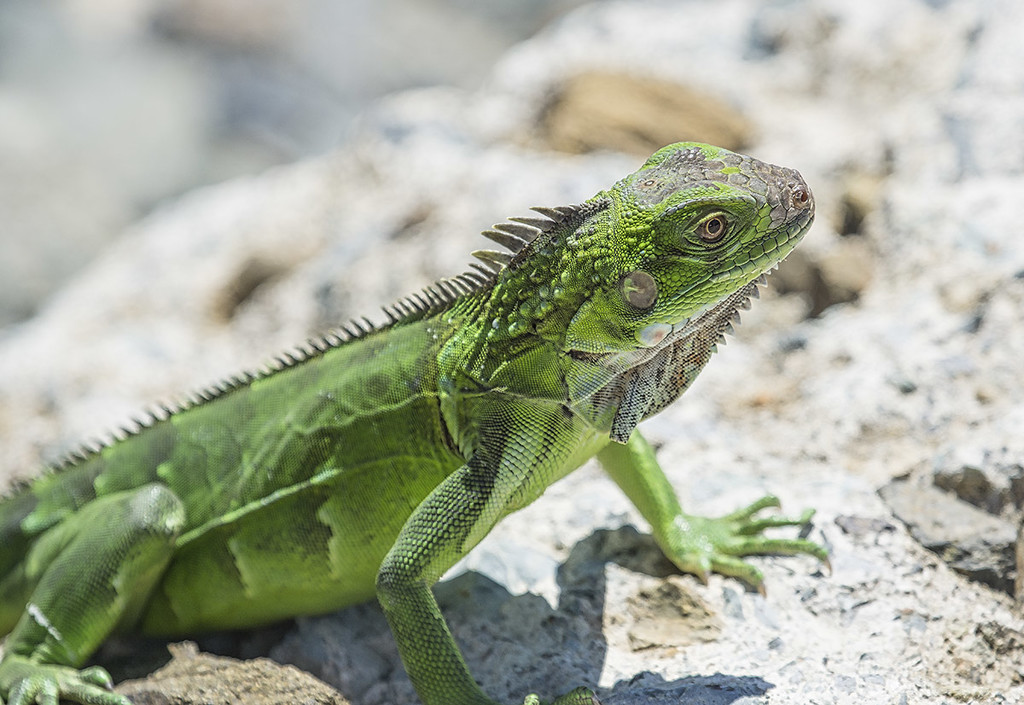 Young Green Iguana by gardencat