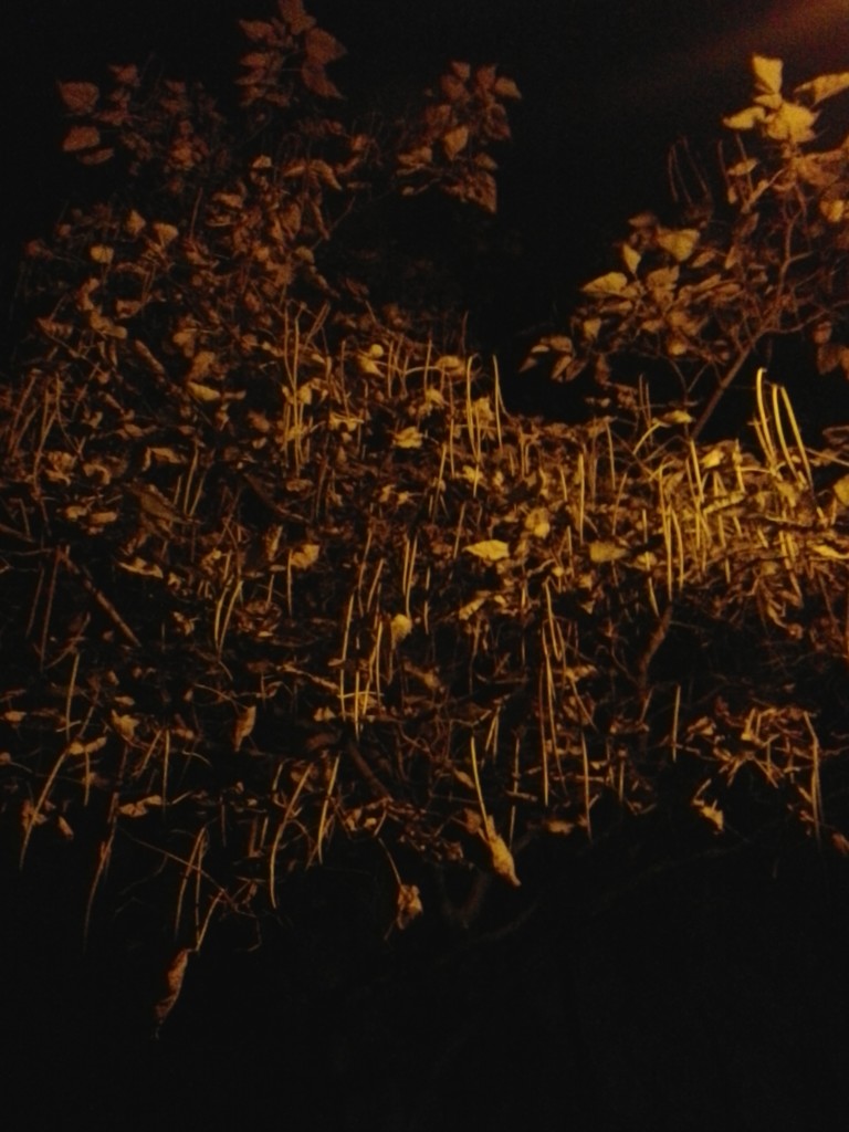 Night tree. by ivm
