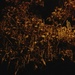 Night tree. by ivm