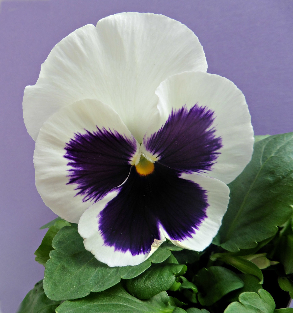 Pretty Pansy. by wendyfrost