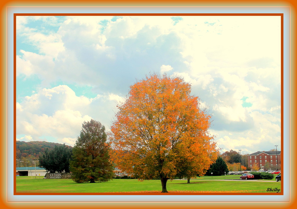 Tree In All It's Fall Glory by vernabeth