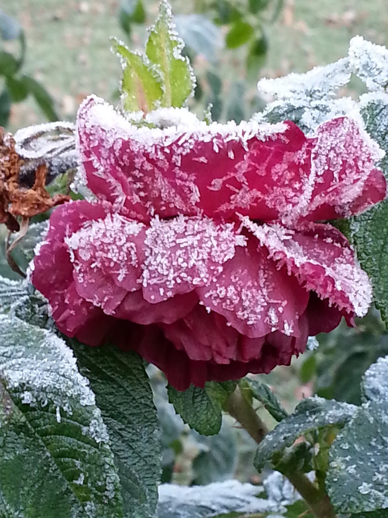 Frosted rose by annelis