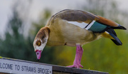 29th Oct 2015 - Egyptian Goose