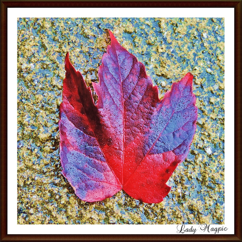 Leaf on the Patio. by ladymagpie