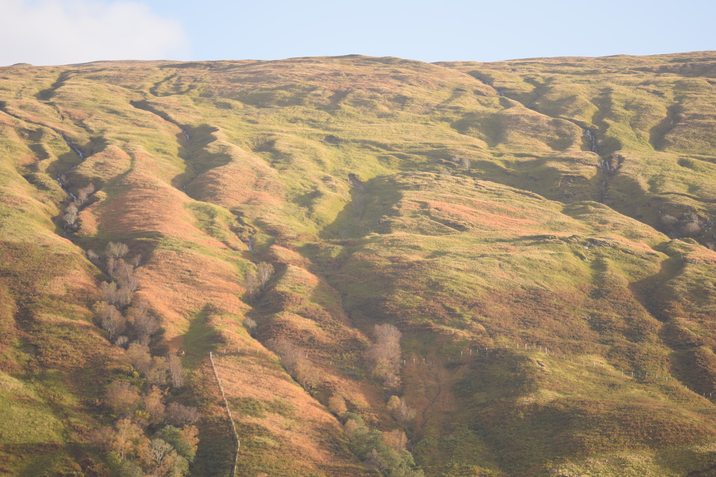 hillside at Cairndow by christophercox