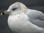 29th Oct 2015 - Ring-billed Gull
