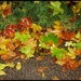 Autumn colours. by jokristina