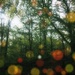 If you go down to the woods today you might just get some bokeh by jack4john