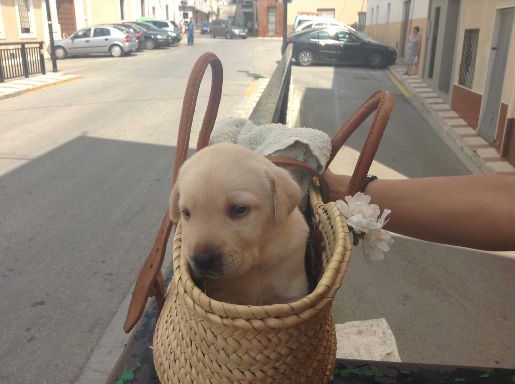 Pup in a basket by kyfto