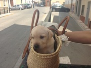 10th Sep 2013 - Pup in a basket