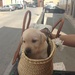 Pup in a basket by kyfto