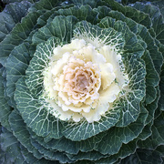 28th Oct 2015 - Cabbage Plant
