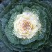 Cabbage Plant by yogiw