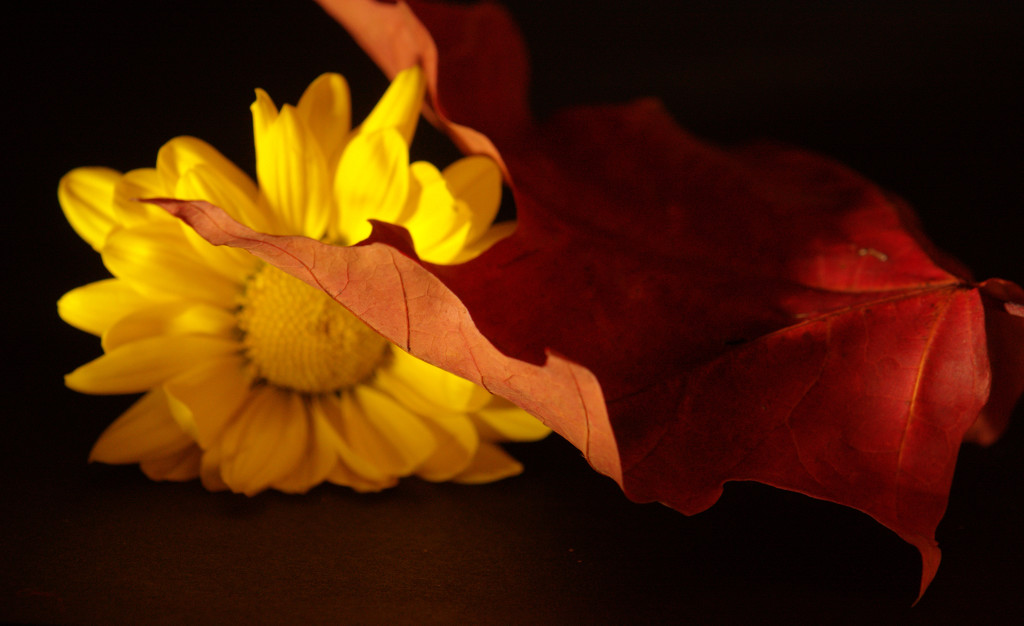 Red and Yellow by jayberg