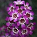 Purple Flower by leestevo