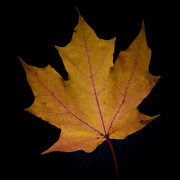 22nd Oct 2015 - Maple Leaves #1