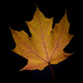 Maple Leaves #1 by lindasees