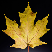 23rd Oct 2015 - Maple leaves #2