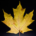 Maple leaves #2 by lindasees