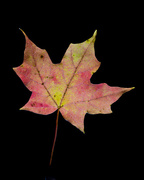 24th Oct 2015 - Maple Leaves #3