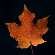 25th Oct 2015 - Maple Leaves #4