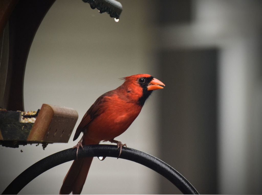 Tuesday's Mr. Cardinal by rickster549