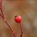 Rosehip at Tannersville Cranberry Bog by olivetreeann