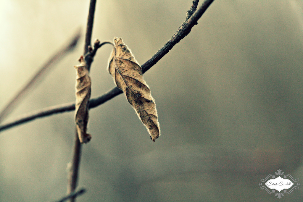 Dead leaf by sarahlh