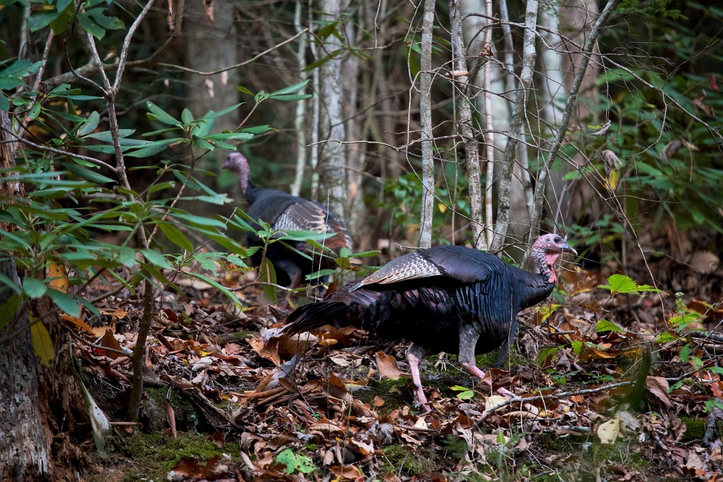 The turkeys are running away. by jyokota