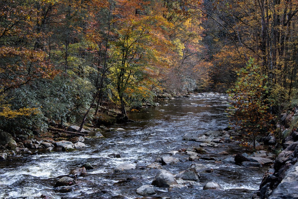 River in the Smokies by taffy