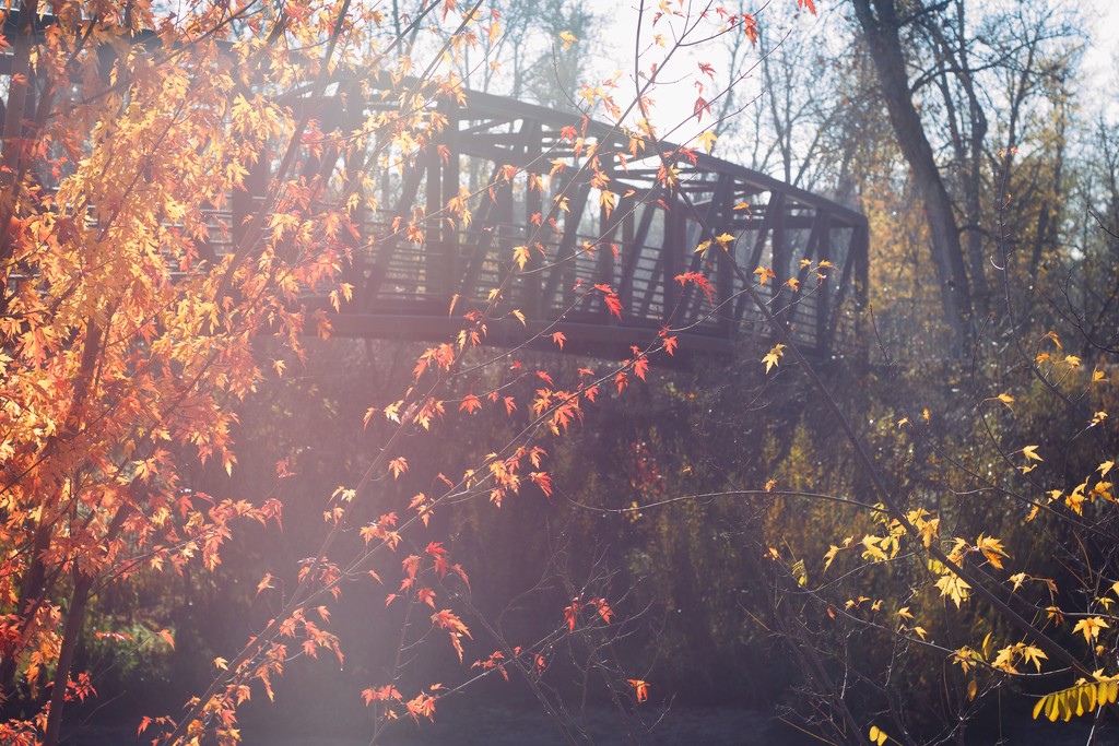 Fall by tina_mac