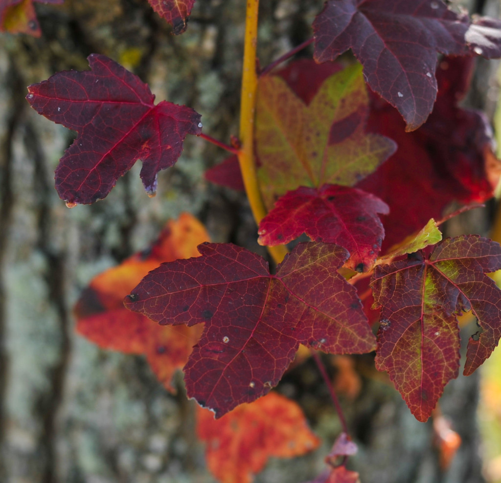 Colors of Autumn 15 by loweygrace