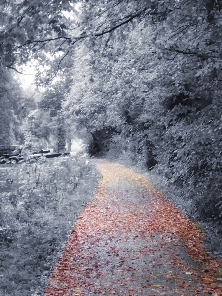 A pathway through by mattjcuk