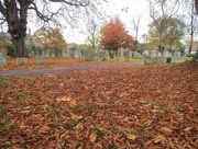 29th Oct 2015 - Leaf Carpet in the Churchyard