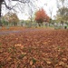 Leaf Carpet in the Churchyard by foxes37