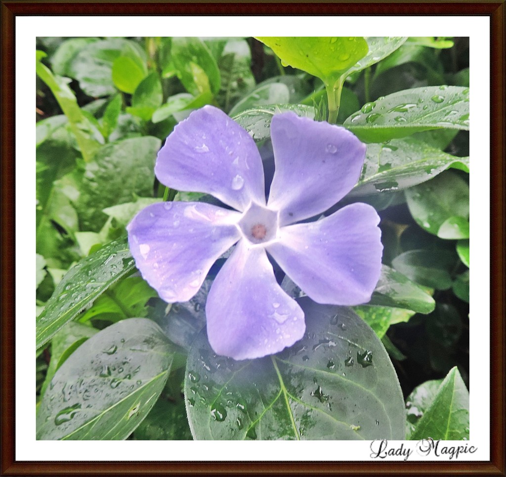Periwinkle in the Hedgerows. by ladymagpie