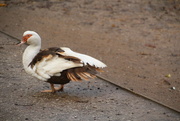 29th Oct 2015 - Muscovy Duck