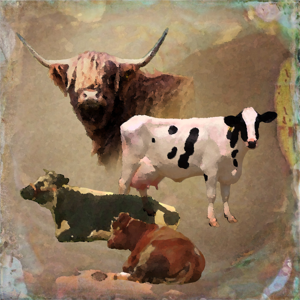Study of 4 cattle by mastermek