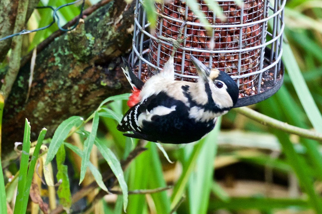 Female Greater Spotted Woodpecker by padlock