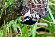 30th Oct 2015 - Female Greater Spotted Woodpecker