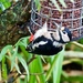 Female Greater Spotted Woodpecker by padlock
