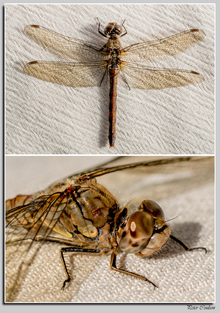 Dragonfly by pcoulson